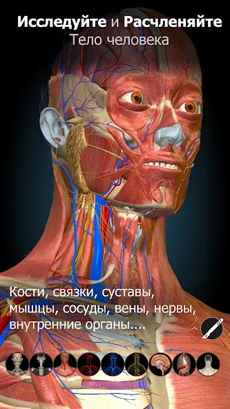 Anatomy Learning — скриншот 2
