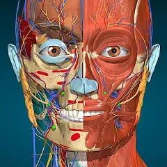 Anatomy Learning