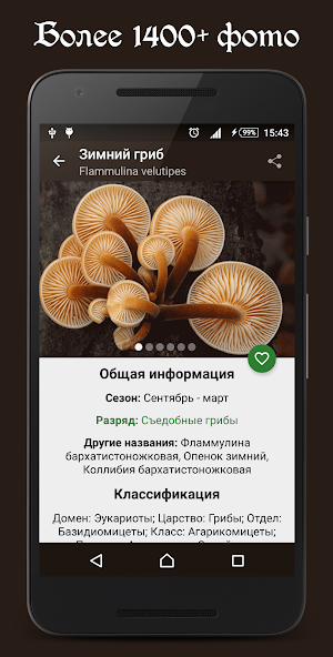 Справочник грибника — скриншот 1