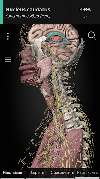 Скриншот приложения Anatomyka — скриншот 1