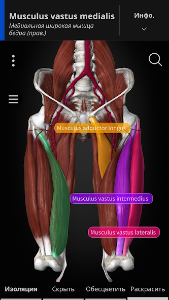 Скриншот приложения Anatomyka — скриншот 2